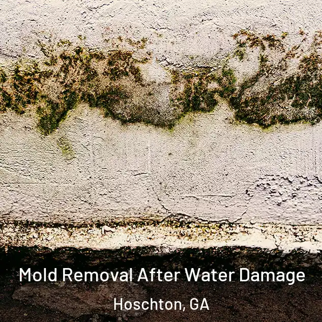  Mold Removal After Water Damage Hoschton, GA
